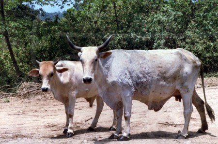 Vacas del Pacífico